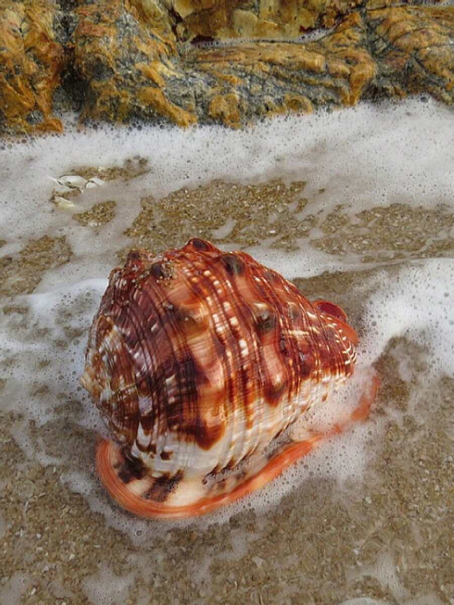 Temporada de bodas Concha natural, Conus Marmoreus, una de las cuatro especies famosas de caracol, para colección en el hogar, decoración de especímenes, paisajismo de acuario y accesorios de fotografía, decoración del hogar, accesorios para paisaje de pecera, utilería para fotografía