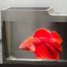 1个ABS树脂鱼洞，适用于斗鱼和泥鳅 | 逼真的水下景观，带绿草 | 多功能水生栖息地 | 耐用，鱼类庇护所 | 增强自然环境，水下游乐场 | 时尚设计 | 鱼 - A - 查看 4