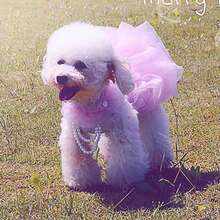 IUdog 狗狗连衣裙、宠物婚纱、春夏季狗狗服装、婚纱、摄影道具服、猫咪连衣裙、宠物服饰 - 白色 - 查看 8