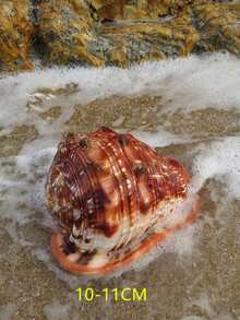 Temporada de bodas Concha natural, Conus Marmoreus, una de las cuatro especies famosas de caracol, para colección en el hogar, decoración de especímenes, paisajismo de acuario y accesorios de fotografía, decoración del hogar, accesorios para paisaje de pecera, utilería para fotografía - Unitalla - Ver 7