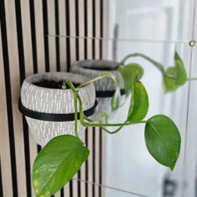 Soporte para maceta, soporte de pared insonorizado para maceta, estante para bandeja de plantas para colgar plantas en maceta