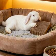 1个加厚纸板兔子磨牙玩具，小型宠物玩具，仓鼠玩具，鹦鹉玩具，喙爪磨牙栖木，适合小型宠物和鸟类 - 彩色 - 查看 1