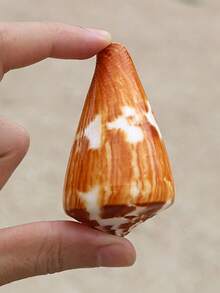 Natural Seashell Conch Aquarium Decor, Mediterranean Style Home Window Decoration, Living Room Decor, Aquarium Ornament - one-size - View 2