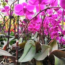 20/40/60 piezas Clips para plantas, Clips para orquídeas Clips de soporte para plantas de orquídeas Clips para flores y enredaderas para sostener tallos y enredaderas y mantenerlos erguidos, color verde oscuro - Clips para plantas - Ver 7