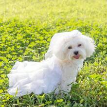 IUdog 狗狗连衣裙、宠物婚纱、春夏季狗狗服装、婚纱、摄影道具服、猫咪连衣裙、宠物服饰 - 白色 - 查看 3