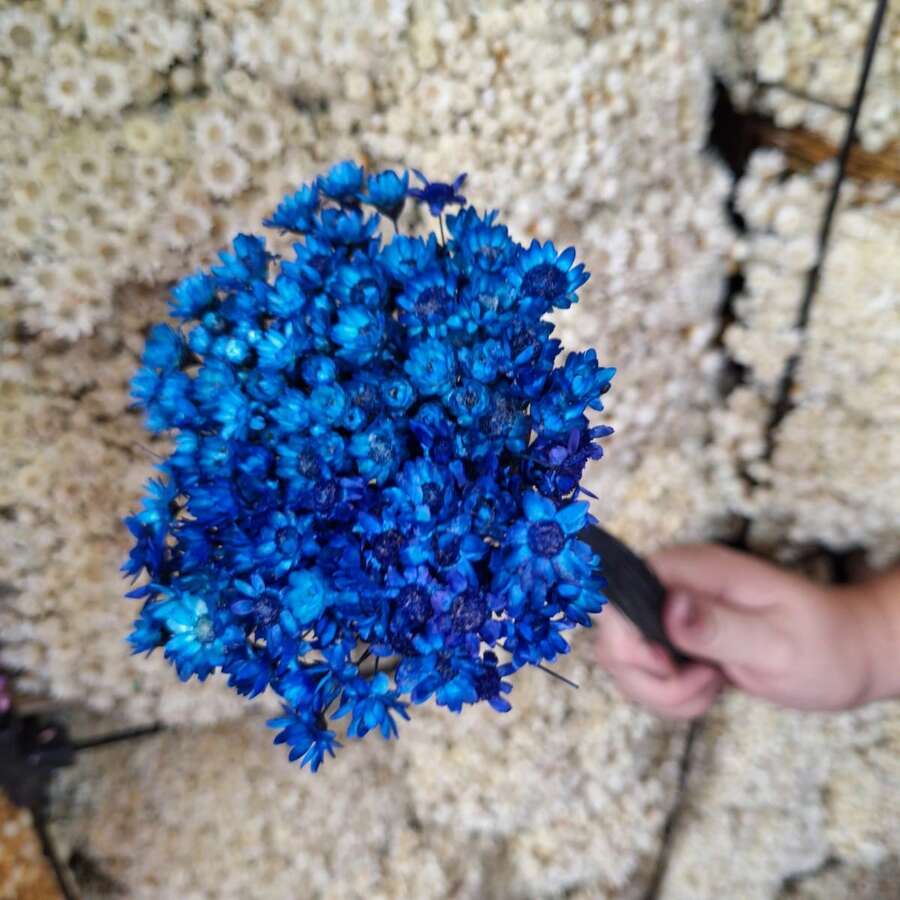 400 Everlasting Flowers For Decoration – Premium Bouquet Of Extra Type 1 Dried Flowers - Dark Blue - View 1