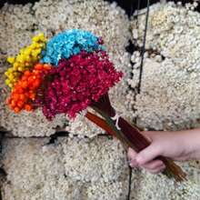 Always Alive For Decoration – Premium Bouquet Of Dried Flowers Type 1 Extra (VASE NOT INCLUDED) - 粉紅色的 - 查看 5