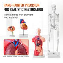 Human Anatomy Models Bundle Set, Brain, Human Torso Body, Heart, Skeleton Model Set Of 4, Hands-On 3D Model Study Tools Teaching Models For Physiology Students Or As Educational Kit For Kids - Multicolor - View 5