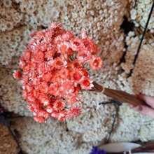 400 Everlasting Flowers For Decoration – Premium Bouquet Of Extra Type 1 Dried Flowers - 鮭魚 - 查看 2