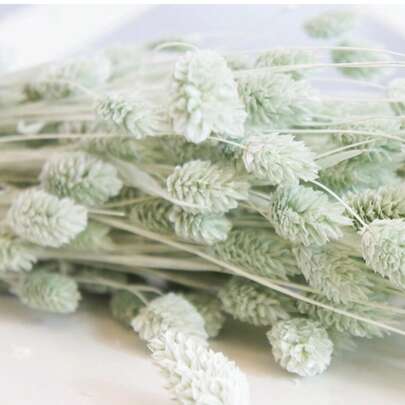 20/45/80/110 piezas Flores secas y preservadas de hierba con gemas, opciones de multicolor, para decoración del hogar, decoración de jarrones, ramos DIY, decoración de pasteles, accesorios de fotografía