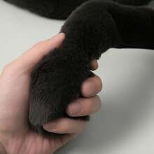 Universal Pictures How To Train Your Dragon Toothless Cute Cartoon Ear Embroidery Airbag Fluffy Hat With Moving Ears, Autumn/Winter - Multicolor - View 5