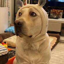 寵物帽子冬季中大型犬拉布拉多金毛尋回犬趣味頭套保暖可愛小狗帽卡通款 - 彩色 - 查看 6