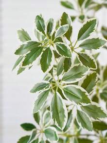 1 cành và lá bạch đàn nhân tạo, thân cây nhựa màu xanh lá cây, thích hợp trang trí mùa xuân/hè cho khách sạn, nhà cửa, sân vườn, tiệc tùng, bàn ăn, đám cưới. - màu xanh lá - Xem 6