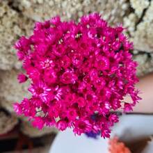 Always Alive For Decoration – Premium Bouquet Of Dried Flowers Type 1 Extra (VASE NOT INCLUDED) - 粉紅色的 - 查看 3