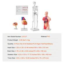 Human Anatomy Models Bundle Set, Brain, Human Torso Body, Heart, Skeleton Model Set Of 4, Hands-On 3D Model Study Tools Teaching Models For Physiology Students Or As Educational Kit For Kids - Multicolor - View 7