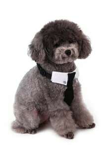 黑色蝴蝶结宠物狗燕尾服双色狗项圈双色狗围兜燕尾服蝴蝶结英式领带正式狗服狗礼服领带宠物婚礼蝴蝶结狗燕尾服项圈狗生日配饰，可调节，黑色蝴蝶结柔软透气，可调节，带快拆扣，适合猫狗，日常外出、遛狗、婚礼、生日派对和摄影 - 彩色 - 查看 7