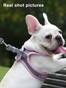 2件套反光猫狗牵引绳和胸背带套装 - 舒适透气的网眼背心搭配加厚尼龙牵引绳，适合小型至中型犬；宠物项圈 - 防勒颈设计，带双D形环 - 彩色 - 查看 8