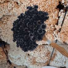 Always Alive For Decoration – Premium Bouquet Of Dried Flowers Type 1 Extra (VASE NOT INCLUDED) - Black - View 2