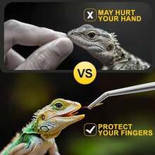 Quelong 2pcs Reptile Feeding Tongs, Feeding Spoon, Stainless Steel Aquarium Feeding Tools, Curved Long Tweezers 10.6 In, Long Spoon 10 In (Coffee Spoon) For Feeding Lizards, Bearded Dragons And More. - / - View 5