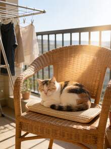 猫咪互动训练玩具 - 玩具 - 查看 4