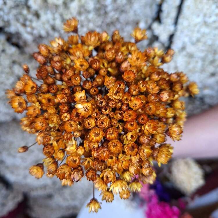 Always Alive For Decoration – Premium Bouquet Of Dried Flowers Type 1 Extra (VASE NOT INCLUDED) - 金的 - 查看 3