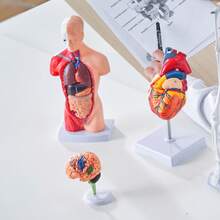 Human Anatomy Models Bundle Set, Brain, Human Torso Body, Heart, Skeleton Model Set Of 4, Hands-On 3D Model Study Tools Teaching Models For Physiology Students Or As Educational Kit For Kids - Multicolor - View 9