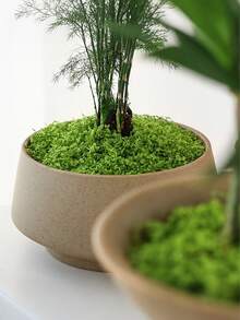 耐用人造仿真苔藓草坪，适用于玻璃容器、花盆和花园景观，具有自然绿色苔藓质感，非常适合家居和花园装饰，室内外均可使用。 - 彩色 - 查看 8