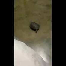 一套可调节乌龟牵引绳和趣味滑板，训练背带和乌龟龙须蜥蜴小型宠物，宠物龟玩具，乌龟配件 - 彩色 - 查看 10