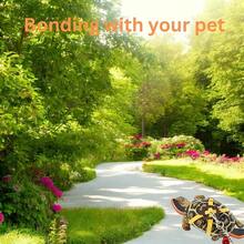 一套可调节乌龟牵引绳和趣味滑板，训练背带和乌龟龙须蜥蜴小型宠物，宠物龟玩具，乌龟配件 - 彩色 - 查看 9