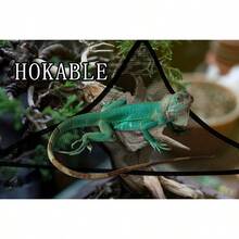 2pcs Bearded Dragon & Gecko Hammock - Breathable Mesh, Removable, Suitable For Large & Small Lizards And Snakes, Anole Lizard, Reptile Hammock - Multicolor - View 9