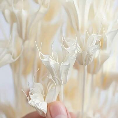 White Nigella Star ,Dried Flower,Natural Octagon Flower,Vase Filler,Dried Flower Arrangement, DIY Craft Supply,Home Decor,Wedding Decor