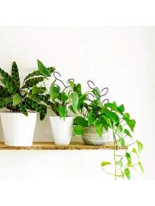 2件套户外植物攀爬架，盆栽植物支架，创意花卉支撑架，藤蔓支撑架，植物花卉支架 - 多色 - 查看 2