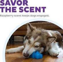 Outward Hound Gummiez Bear Dog Toy &Amp; Treat Stuffer, 4.7\U2033 X 3\U2033 Blue Raspberry-Scent Interactive Chew For Dogs, Promote Healthy Teeth, Gums &Amp; Mental Enrichment, Reduce Boredom &Amp; Support Dental Health - ColorA - 查看 5