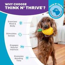 Outward Hound Dental Pineapple Dog Toy &Amp; Treat Stuffer, 6.8\U2033 X 3.3\U2033 Pineapple-Scent Interactive Chew For Dogs, Promote Healthy Teeth, Gums &Amp; Mental Enrichment, Reduce Boredom &Amp; Support Dental Health - ColorE - 查看 5