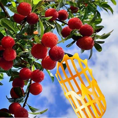 Portable Fruit Picker With Ergonomic Handle And Mesh Basket, Plastic Harvesting Tool For Mango, Peach, Blueberry, Apricot, Cherry, Kiwi, Lemon, Pear, And Efficient Gardening Tool For Home Orchard And Garden, Comfortable Grip, Easy To Clean, Lightweight Harvester, Sturdy Construction, Suitable For Gardening Enthusiasts
