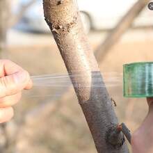 Cinta de injerto para árboles frutales y flores de jardín - Cinta elástica autoadhesiva, soporte y atadura duradera para plantas - A - Ver 7