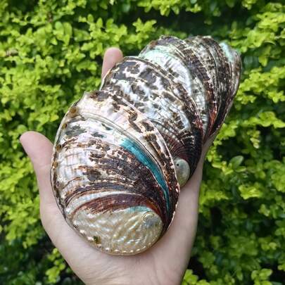 Weiß gemusterte Kieselsteine, große Abalonen, Muschelschmuck, Dekorationen, Heimdekoration, Muscheln, Aquarium, kreative Aquarium-Dekorationen, Weihnachtsgeschenke