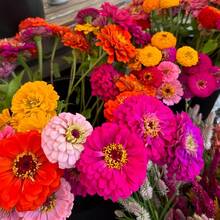 Zinnia elegans, Zinnia anual de flores grandes y dobles mixtas para jardinería en casa, paquete de herencia no GMO - Colores raros para atraer polinizadores - Corta y vuelve a crecer - Flores simétricas, para ramos.---Cada paquete con etiqueta de nombre de producto - 1000 piezas - Ver 4