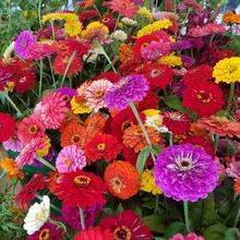 Zinnia elegans, Zinnia anual de flores grandes y dobles mixtas para jardinería en casa, paquete de herencia no GMO - Colores raros para atraer polinizadores - Corta y vuelve a crecer - Flores simétricas, para ramos.---Cada paquete con etiqueta de nombre de producto - 1000 piezas - Ver 1