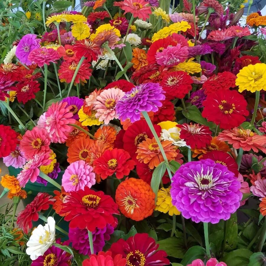 Zinnia elegans, Zinnia anual de flores grandes y dobles mixtas para jardinería en casa, paquete de herencia no GMO - Colores raros para atraer polinizadores - Corta y vuelve a crecer - Flores simétricas, para ramos.---Cada paquete con etiqueta de nombre de producto - 1000 piezas - Ver 1