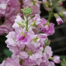 210 piezas de semillas Eds, Sakura Matthiola incana - 210 piezas - Ver 3