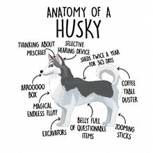 1pc Husky Anatomy Pattern Heat Transfer Sticker - Washable Printed Patch Suitable For DIY T-Shirts, Hoodies, Sportswear, Backpacks, Pillows, Handbags, Etc. - L - View 2