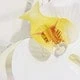 Laranja e branco