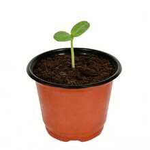 50/100pcs Plastic Conical Seedling Cups With Drainage Holes, Traditional Style, Suitable For Indoor/Outdoor Planting, Garden & Lawn Care, Potting Tools And Container Accessories - Red - View 5
