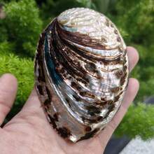 Weiß gemusterte Kieselsteine, große Abalonen, Muschelschmuck, Dekorationen, Heimdekoration, Muscheln, Aquarium, kreative Aquarium-Dekorationen, Weihnachtsgeschenke - Verschiedenfarbig - Übersicht 4