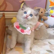 Handmade Cute Pet Scarf, Dog Accessory, Cherry Collar, Cat Scarf, Dog Bib, Crocheted Yarn, Soft And Adjustable Material - Multicolor - View 6