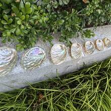 Weiß gemusterte Kieselsteine, große Abalonen, Muschelschmuck, Dekorationen, Heimdekoration, Muscheln, Aquarium, kreative Aquarium-Dekorationen, Weihnachtsgeschenke - Verschiedenfarbig - Übersicht 5