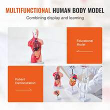 Human Anatomy Models Bundle Set, Brain, Human Torso Body, Heart, Skeleton Model Set Of 4, Hands-On 3D Model Study Tools Teaching Models For Physiology Students Or As Educational Kit For Kids - Multicolor - View 6