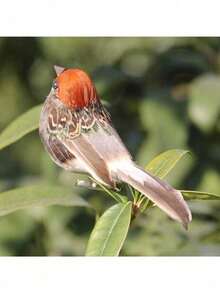 1pc Feather Bird Imitation Sparrow Feather Bird Foam Grey Imitation Artificial Bird Prop Tree - Random - View 2