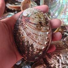 Weiß gemusterte Kieselsteine, große Abalonen, Muschelschmuck, Dekorationen, Heimdekoration, Muscheln, Aquarium, kreative Aquarium-Dekorationen, Weihnachtsgeschenke - Verschiedenfarbig - Übersicht 9